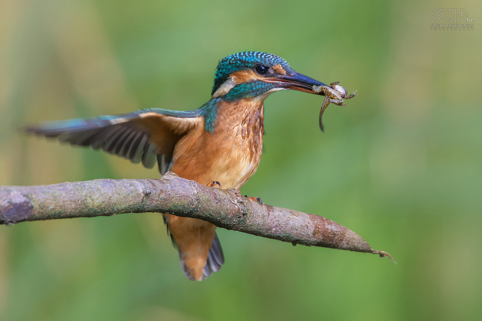 IJsvogels - IJsvogel met kikker De ijsvogel is een van de mooiste vogelsoorten die in onze regio voorkomen. De ijsvogel (alcedo atthis) is een viseter met een fel blauw oranje vederkleed van ongeveer 16cm groot. De mannetjes zijn enkel van de vrouwtjes te onderscheiden door hun pikzwarte ondersnavel terwijl deze bij vrouwtjes een donkerrode vlek heeft.<br />
<br />
Ik heb al heel wat uren in mijn camouflage schuiltentje aan een vijver gezeten, maar vaak leverde het niet veel goede beelden op. Onlangs was het echter een topdag en een jonge vrouwelijke ijsvogel heeft urenlang visjes, insecten en vooral kikkers en kikkervisjes gevangen. Na elke duik vloog ze naar het takje voor m’n schuiltent om de prooi dood te slaan en op te peuzelen.  Af en toe werd de prooi in de lucht gegooid om deze daarna gemakkelijker via de snavel in de keel te laten glijden. Dat was genieten als natuurfotograaf.<br />
 Stefan Cruysberghs